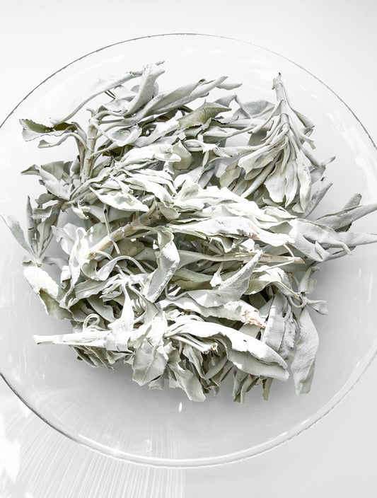 WHITE SAGE BULK | Salvia apiana