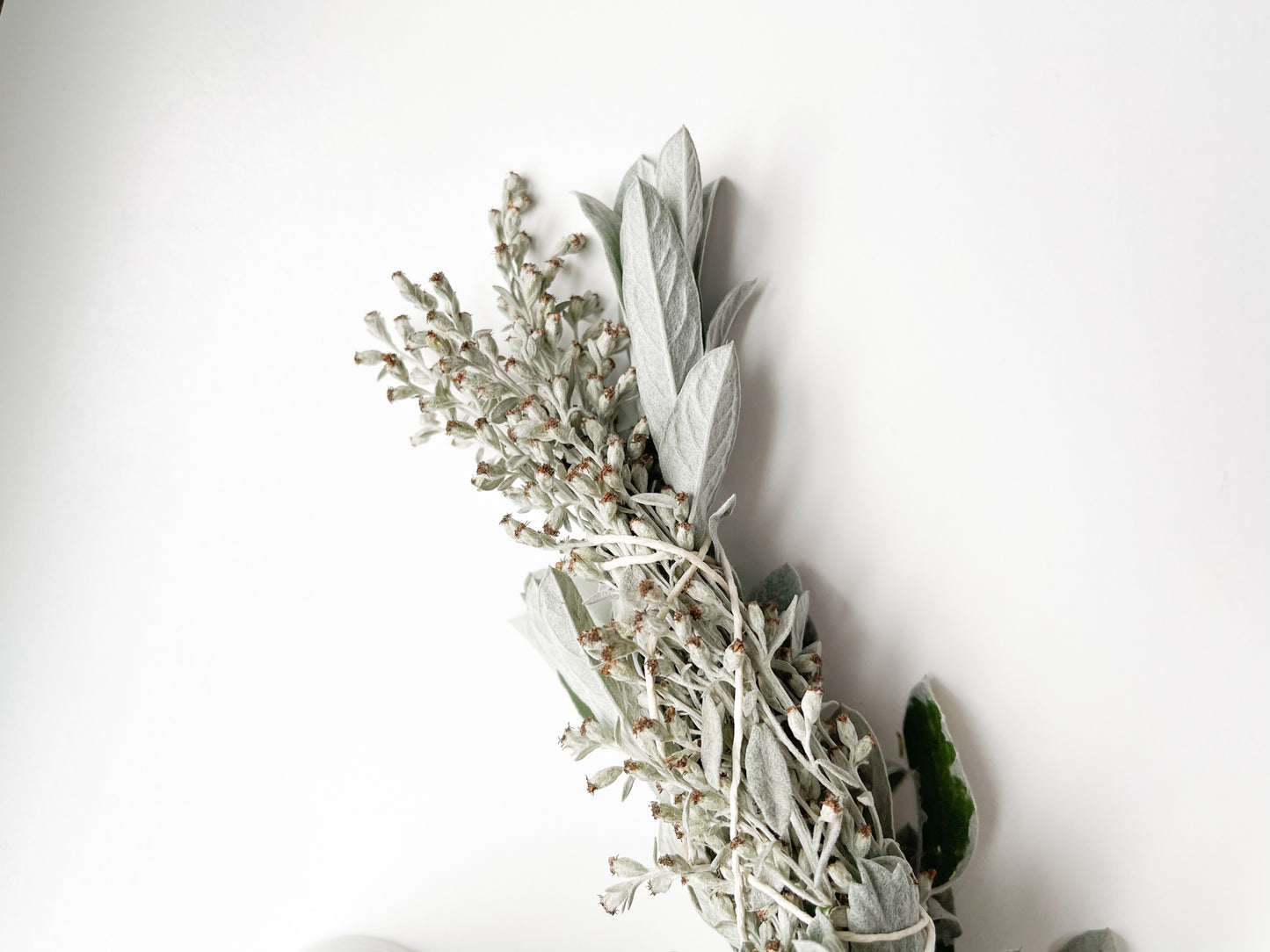 WHITE SAGEBRUSH WAND | Artemisia ludoviciana